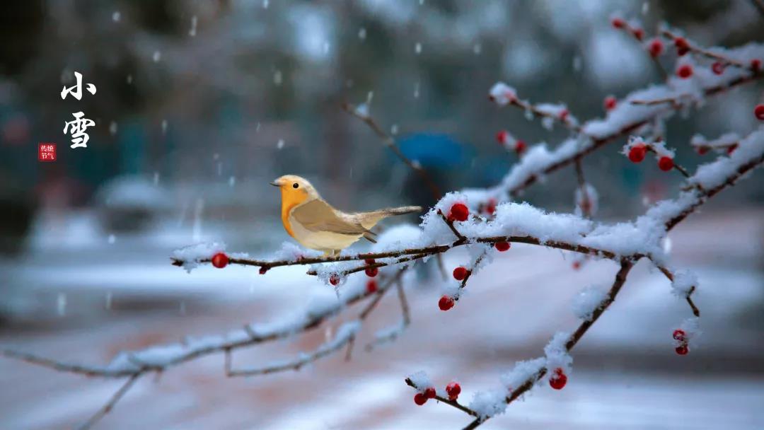 小雪 ▎等一地雪白，與歲月慢酌