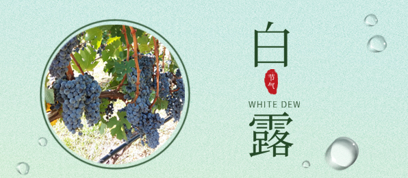 白露 ▎葡園循風(fēng)，奔赴一場秋色