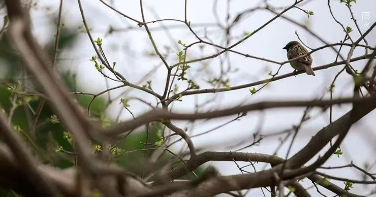 雨水||絲絲春雨潤萬物，杯杯美酒暖人心